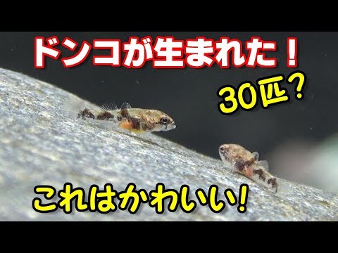 ドンコ孵化の瞬間をとらえた 稚魚かわいすぎる すぐエサを食べた ドンコ水槽 9 Youtube