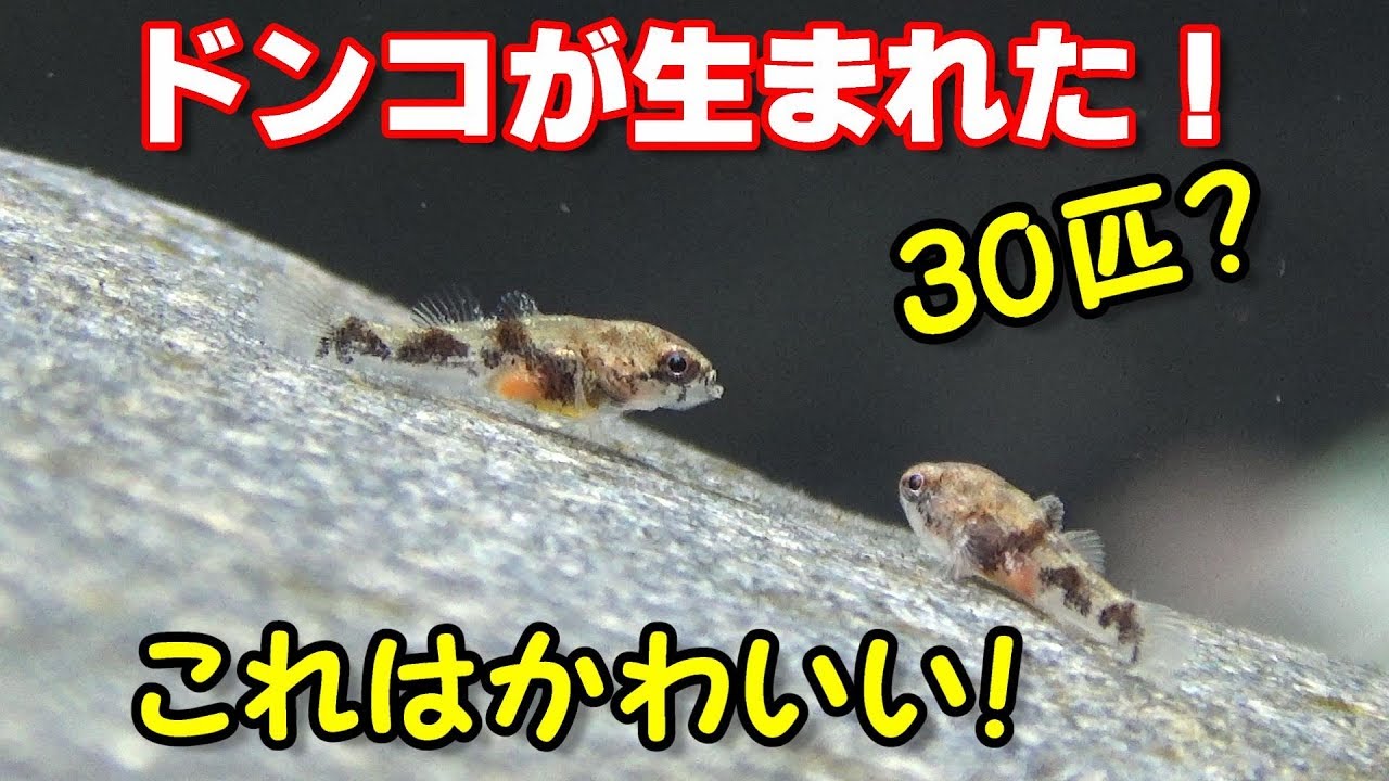 ドンコ孵化の瞬間をとらえた 稚魚かわいすぎる すぐエサを食べた ドンコ水槽 9 Youtube