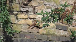Sand Martins on the Don Profile
