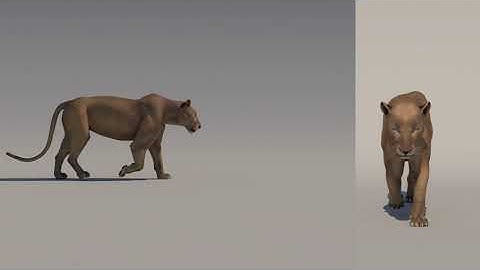 Lion Walk Cycle Animation
