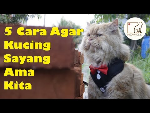 Video: Cara Mengenal Kucing Mengenal dan Menyayangi Anda: 15 Langkah