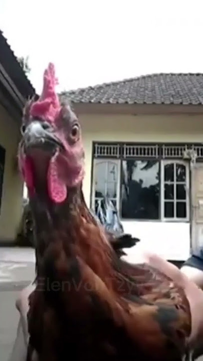 Hanya sebuah ayam #meme #memes #random #fyp