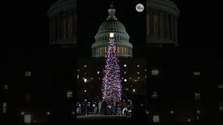 US Capitol Christmas tree lights up in ceremony