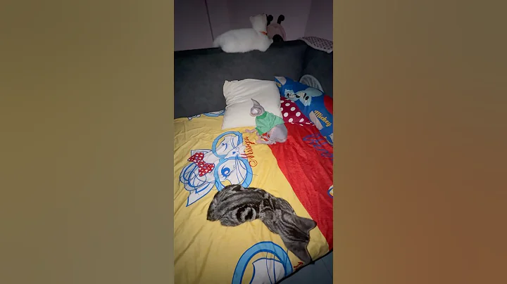 Video 7161021: sphynx cat baby, cat baby sleeping, cats babies adorable, tiger