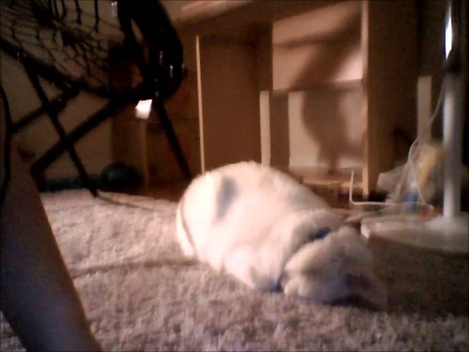  Kitty face plants then falls asleep