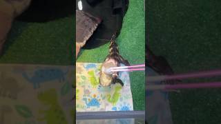 Feeding My Caiman From The Overhead Opening