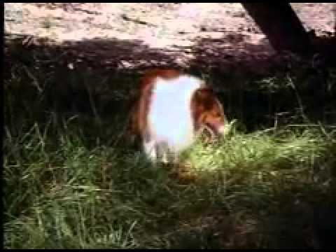 Lassie -The Miracle Part 2
