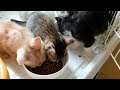 ロイヤルカナンのマザー＆ベビーキャット(成長前期の子猫用)を食べる保護猫の親子