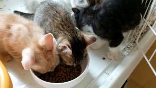 ロイヤルカナンのマザー＆ベビーキャット(成長前期の子猫用)を食べる保護猫の親子