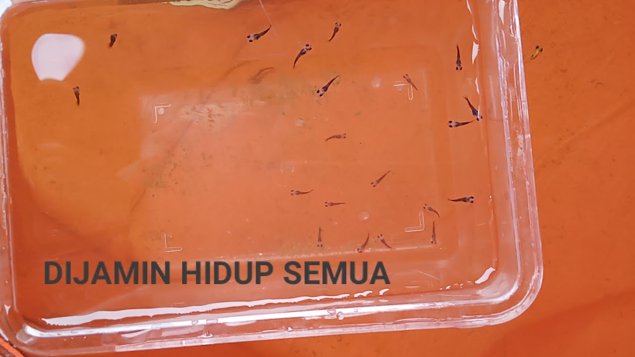 Cara merawat anakan/burayak ikan molly golden black baru lahir