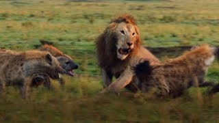 Lion trapped by clan of hyenas || BBC Earth