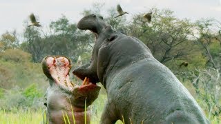 ⁣Do Hippos Swim? | Natural World: Hippos | BBC Earth