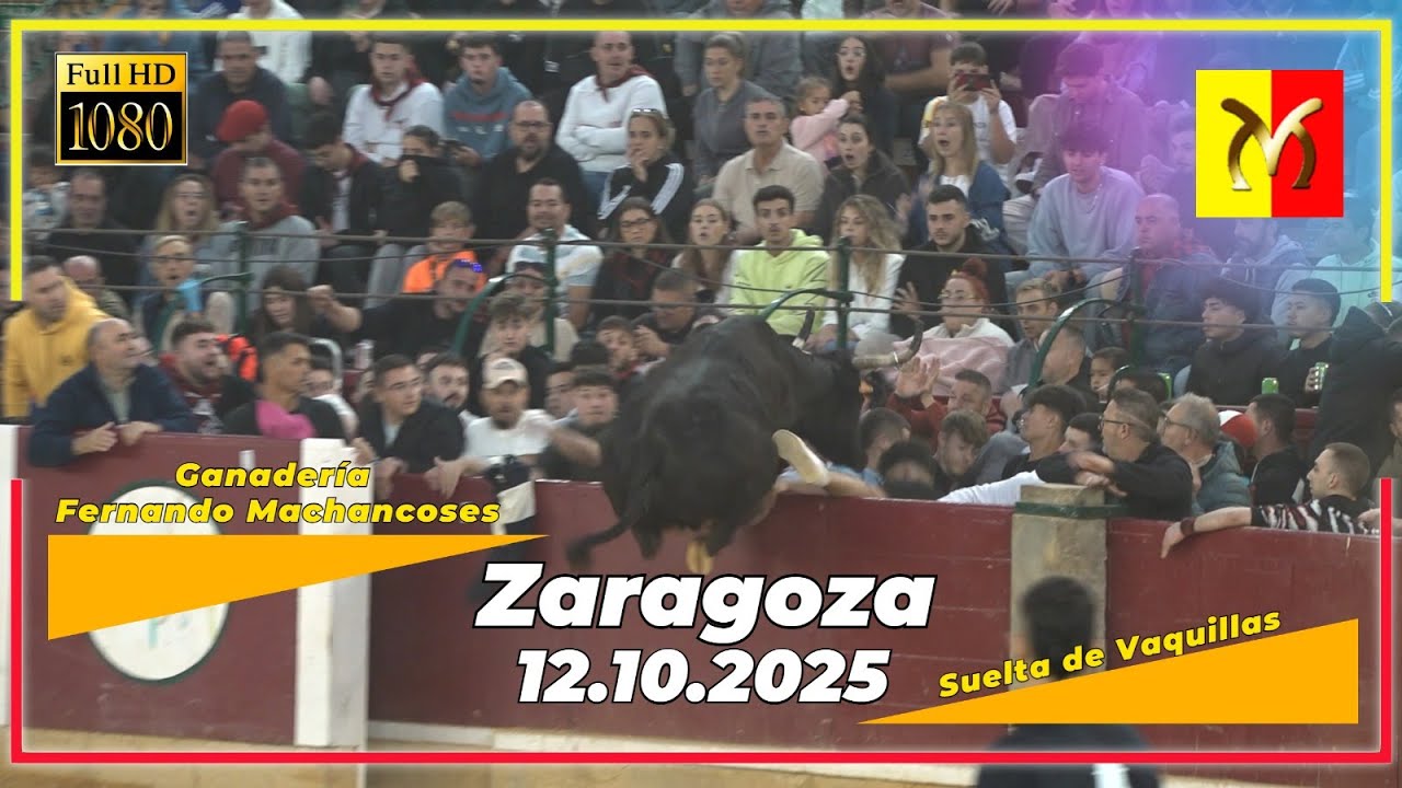 Zaragoza 12/10/2025 Ganadería Fernando Machancoses ▪️Una mañana de las que pocas veces podemos ver.