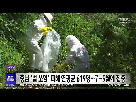 충남 '<strong>벌</strong> 쏘임' 피해 연평균 619명…7∼9월에 집중/대전MBC
