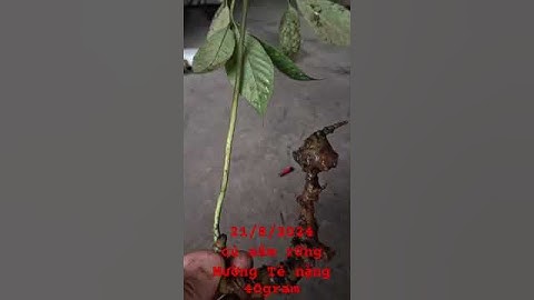 Củ sâm rừng Lai Châu dài 18cm, nặng 40gr, chuẩn sâm rừng 5 lá. #sâm_ngọc_linh