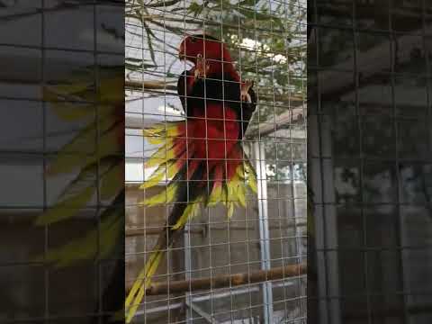 Stella's lorikeet (Charmosyna stellae)