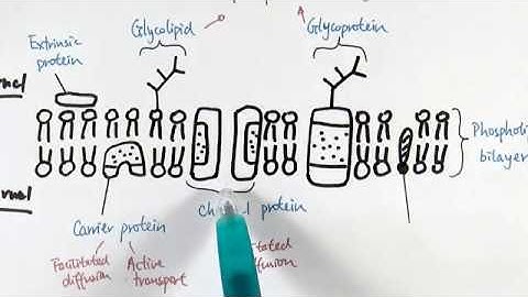 AS Biology - Structure and function of plasma membranes (OCR A Chapter 5.1)