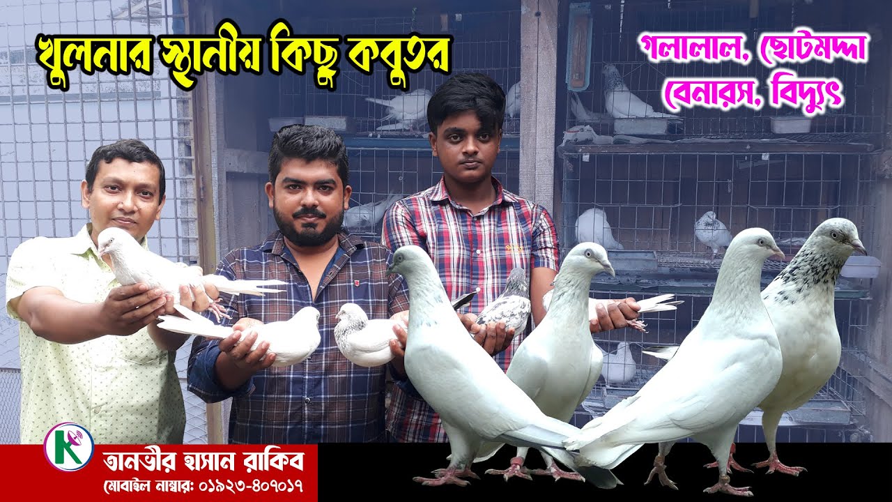 খুলনার স্থানীয় কিছু হাই ফ্লাইং কবুতর।। Best Local Pigeon in Khulna ।। গলালাল ছোটমদ্দা বেনারস বিদ্যুৎ