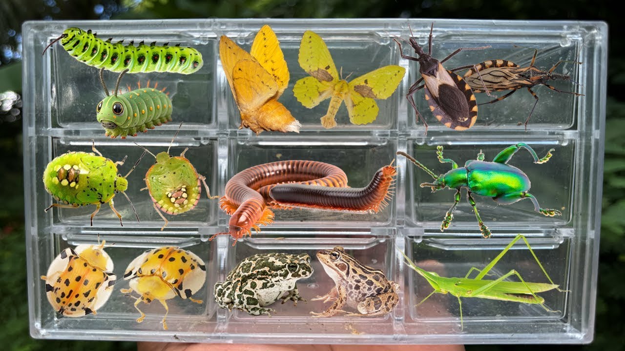 Catcing Insects Searched Catching insects in the garden, I got Trabala vishnou ...