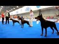 World Dog Show 2016 - Dobermann - BOB election