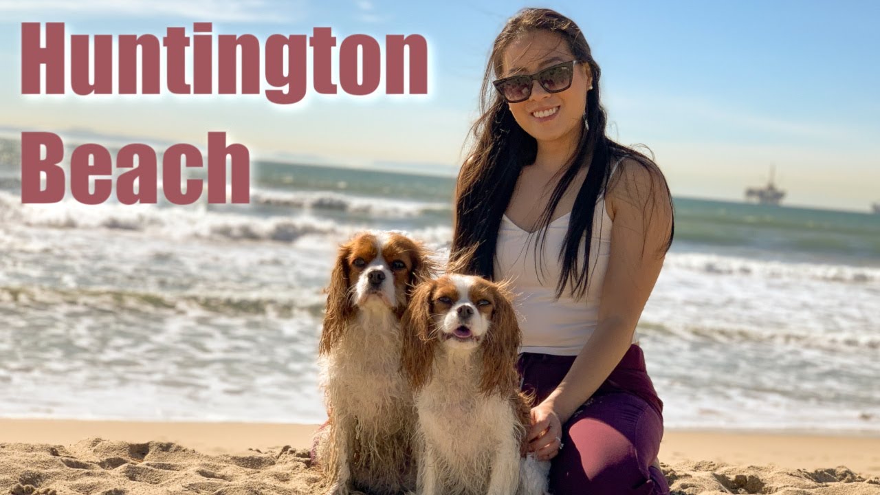 BEST OFF LEASH DOG BEACH Huntington Beach YouTube