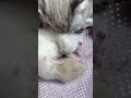 When one tiny kitten is washed by its mother cat, the other one yawns #asmr #catvideo #kittens