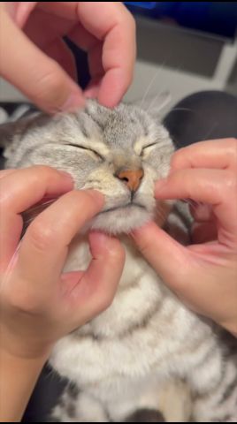 【溺愛】お留守番マンチカンが可愛すぎて、発狂するパパたちwww #cat #猫