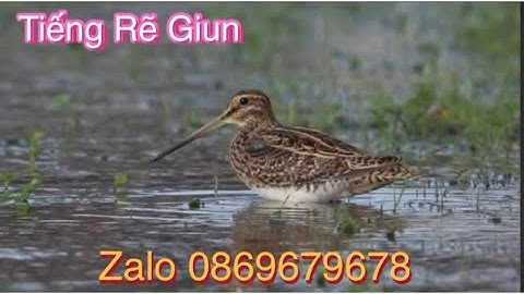 Tiếng Rẽ Giun Sâm Giun Bản Víp Mới Nhất Đánh Cạnh Tranh Kinh Tế Vụ Chim Tháng 8 Năm 2025