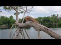 Iguana at Leo's Campground in Key West, Florida