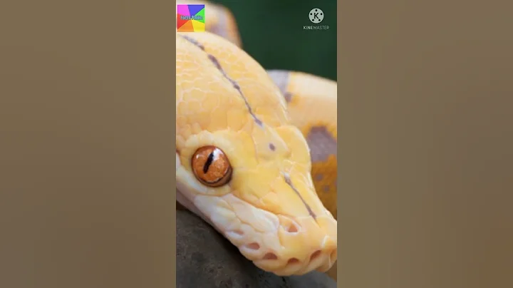 Interesting facts about snakes🐍🐍 #shorts  #youtubeshorts  #factsphilic