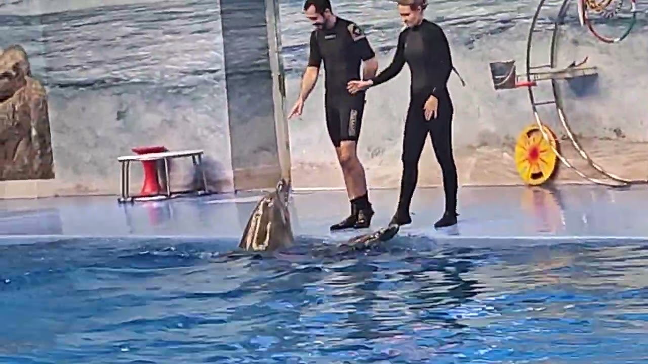 Dolphin show Dubai 2026