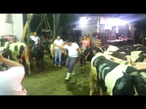 سوق الويليه منبع الرجاله