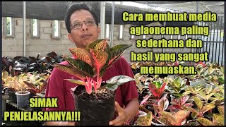 CARA MEMBUAT MEDIA TANAM AGLAONEMA YANG PALING SEDERHANA | DENGAN HASIL YANG SANGAT MEMUASKAN