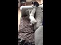 Sharing Dog excited to meet the new kitten (video) Love