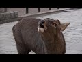 鹿の鳴き声 Deer Calls