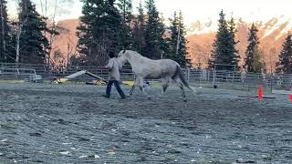 R+ Liberty exercises for horses more fun than reverse round pen