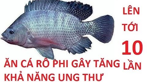 ĂN CÁ RÔ PHI GÂY TĂNG KHẢ NĂNG UNG THƯ LÊN TỚI 10 LẦN? - GIÓ TV