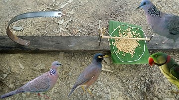 bẫy chim bằng lưỡi cưa sắc bá đạo, dính bách phát.( how to trap birds with sharp saws )(tnv t9)