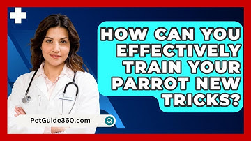 How Can You Effectively Train Your Parrot New Tricks? - PetGuide360.com