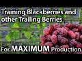 How to Train Blackberries and other Trailing Berries for Maximum Yields