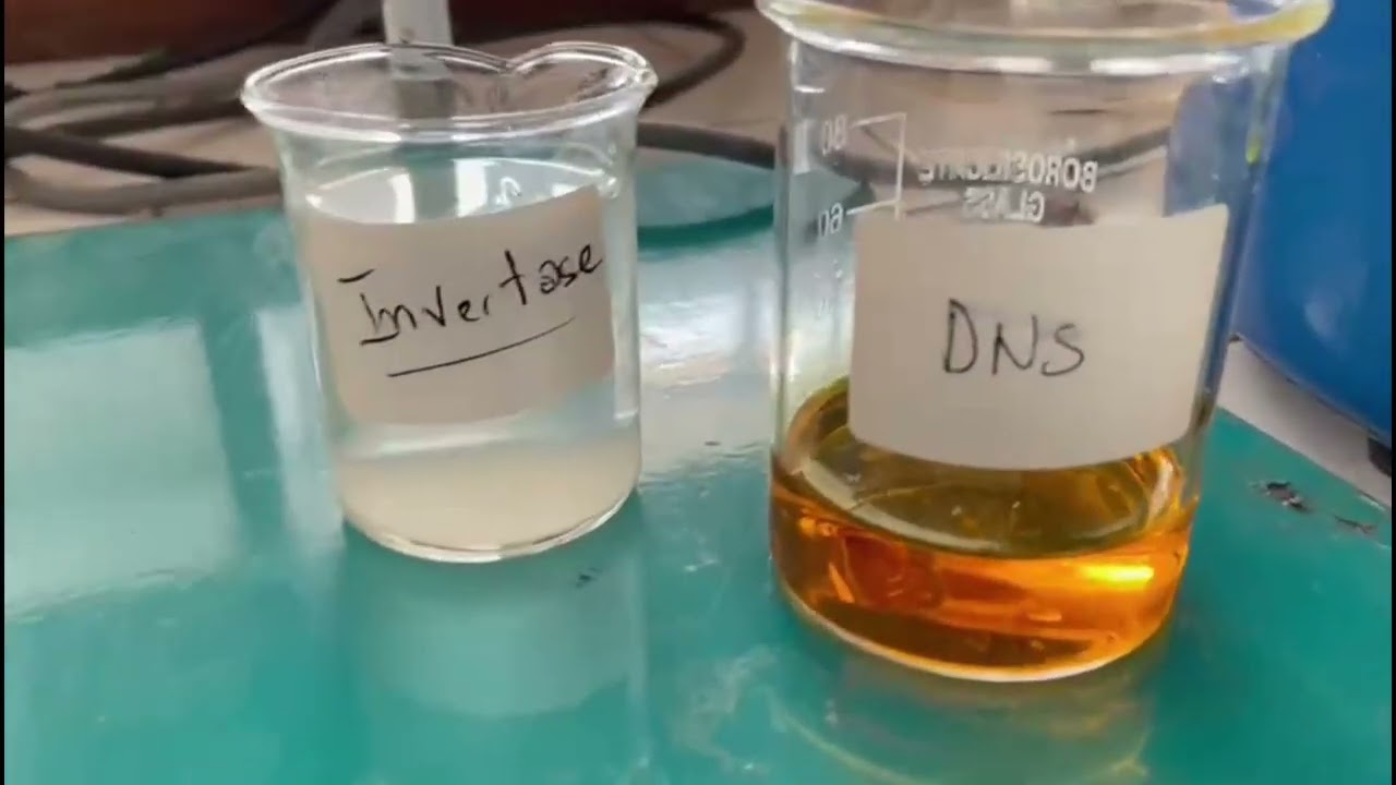 TP1-4 Biochimie : Détermination de la vitesse initiale d'une réaction enzymatique