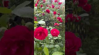 우리 집은 지금 로즈데이🌹#장미꽃필무렵#장미꽃#장미#5월#정원#정원꾸미기#정원관리#정원만들기#가드닝#일상#일상그램