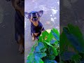 # você sabia que todo mundo na terra e primo,? comigo não🙀🙀