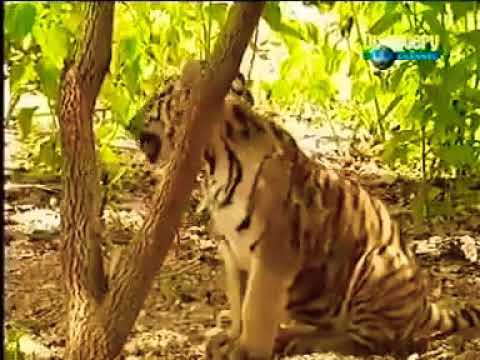 Waayyo Qaamaleef Qeeraansa Daawadha Like Godhi Ilaluu Qofaa Miitti Itti Kanfaltu Moo