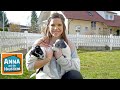 Jack Russell Terrier | Information für Kinder | Anna und die Haustiere