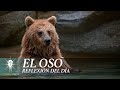 El Oso  | Juan Corazon | Morena Vision [ Reflexiones]