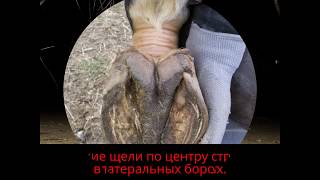Что угрожает практически любой лошади Что угрожает практически любой лошади