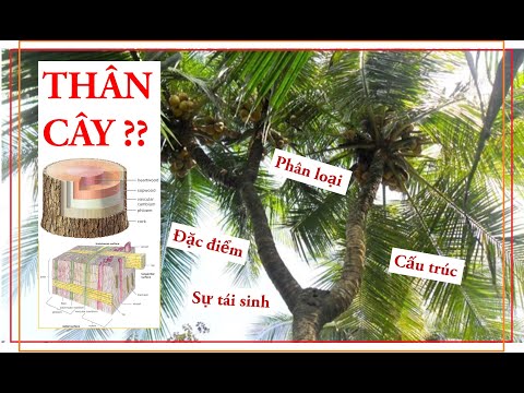 Video: Mô phân sinh được cấu tạo bằng gì?