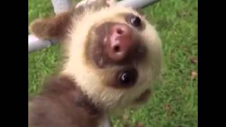 Cute falling sloth