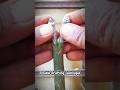 Double Grafting Techniques #Grafting #plantgrafting #graftingtechnique #tipsandtrick